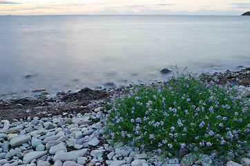 Image showing Pink flowers