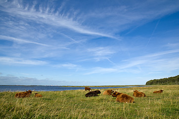 Image showing Resting cattle