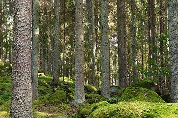 Image showing Mossy forest