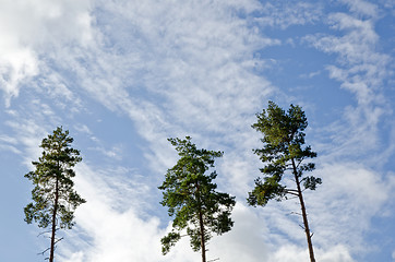 Image showing Pine trees