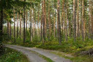 Image showing Road into pine forest