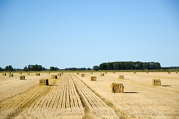 Image showing Square straw bales