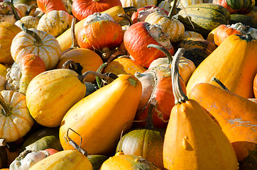 Image showing Colourful pumpkins