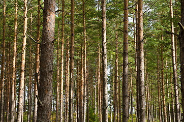 Image showing Pine tree trunks