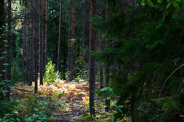 Image showing Forest glade