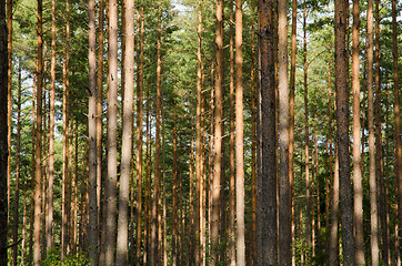 Image showing Trunks