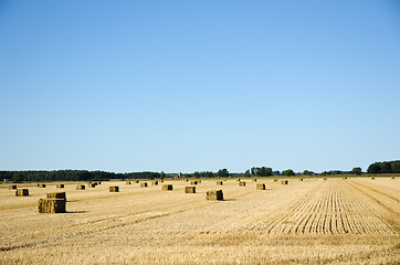 Image showing Straw bales