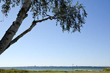 Image showing Birch at coast