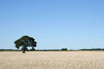 Image showing Lonely tree