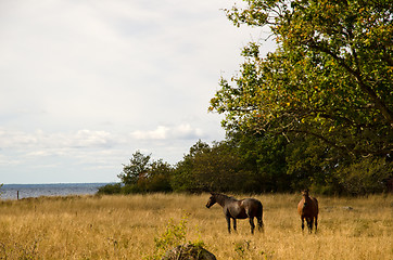 Image showing Grazing horses