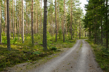 Image showing Road in a pine tree forest