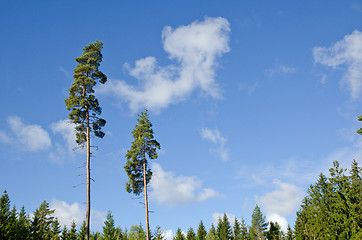 Image showing Pine trees in a spruce forest