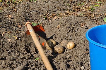 Image showing Picking potatoes