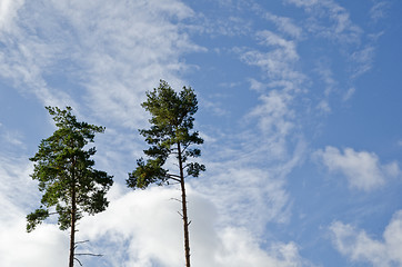 Image showing Tall trees