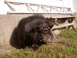 Image showing Pig