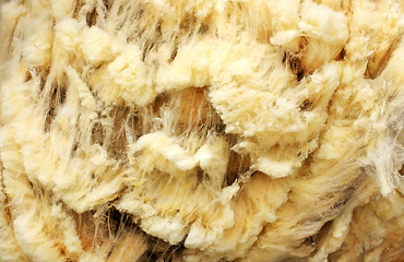 Image showing  background of raw wool of sheep