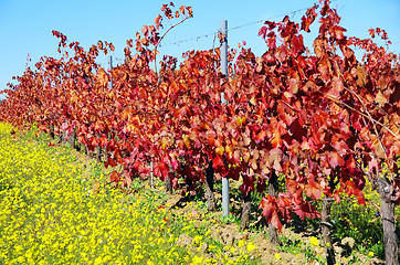 Image showing Autumn vineyard at south of  Portugal