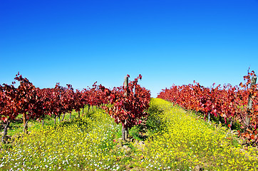 Image showing Autumn vineyard at Portugal, alentejo region