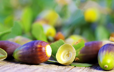 Image showing  acorns on wooden background 