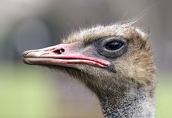 Image showing ostrich portrait