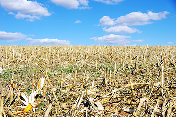 Image showing Stubble with corn cob on the ground