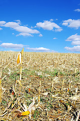 Image showing Stubble with corn cobs on the ground