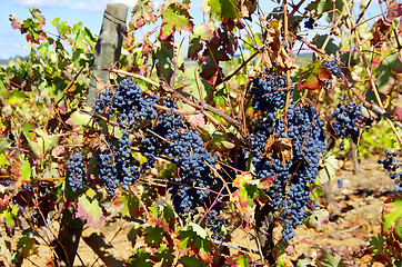 Image showing Grapes on vineyard