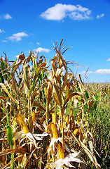 Image showing Field corn in the Autumn at Portugal