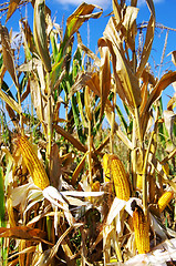 Image showing Field corn in the Autumn