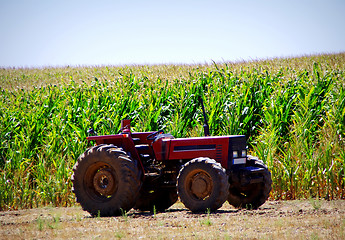 Image showing Old tractor in cornfield