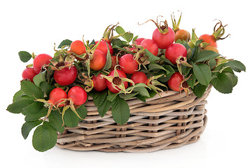 Image showing Rose Hip Fruit