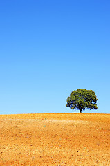 Image showing  solitary tree in plowed field