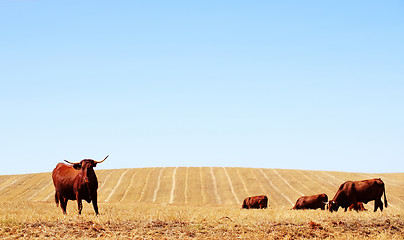 Image showing Cows in dry field