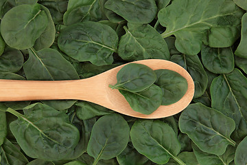 Image showing Spinach 