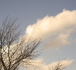 Image showing Tree and Sky