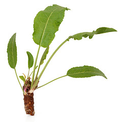 Image showing Horseradish Plant