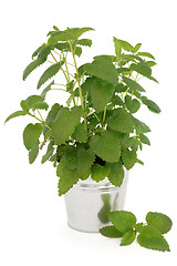 Image showing Lemon Balm Plant