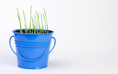 Image showing Young potted plants