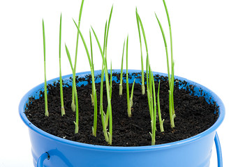 Image showing Young potted plants