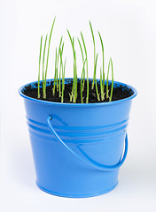 Image showing Young potted plants