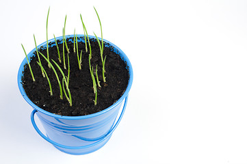 Image showing Young potted plants