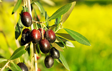 Image showing Olives hanging in branch .
