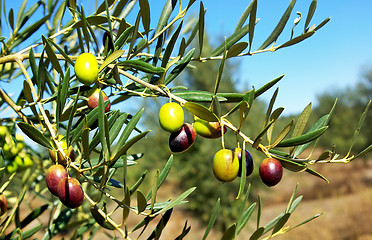 Image showing Olives hanging on tree.