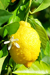 Image showing Yellow lemon and flower.