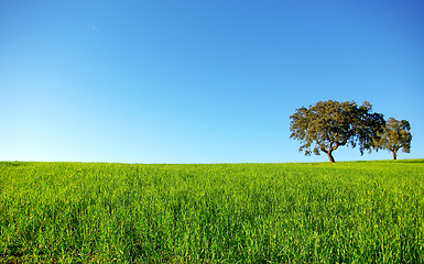 Image showing Oak trees in a wheat field.