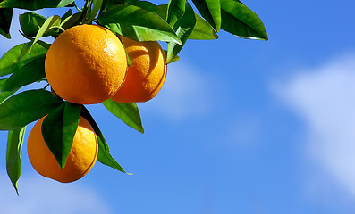 Image showing oranges hanging tree