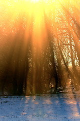 Image showing beautiful sunset in the forest