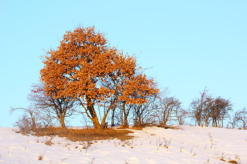 Image showing oak tree in winter