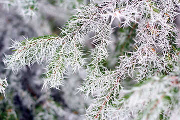 Image showing spruce branch in winter