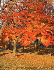 Image showing Autumn colors